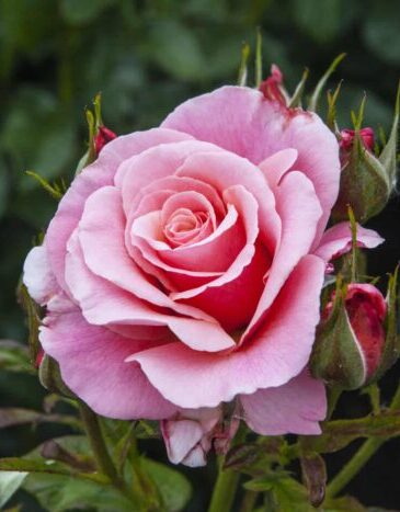 Rose in Hever Castle
